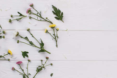Unripe spring flowers collection. White wooden table background. Copyspace, free space for text.