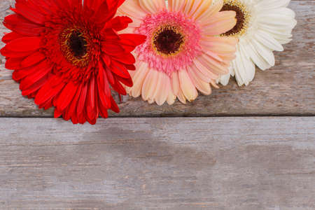 Gerbera daisy flowers. Close up. Old wooden background.の写真素材
