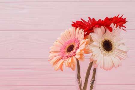Colorful daisy flower heads. Close up. Pink wooden background.の写真素材