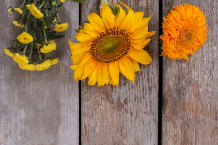 Unripe sunflowers and dahlia flowers. Old vintage wooden desk surface background.の写真素材