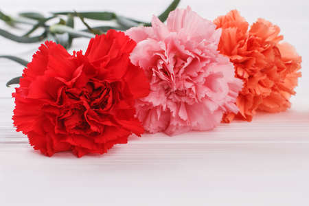 Three carnation flowers. White wood background.の写真素材