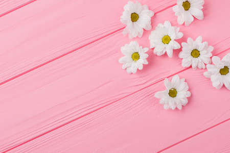 White daisy chamomile flowers arrangement on pink wood. Top view, flat lay. Flower heads composition.の写真素材