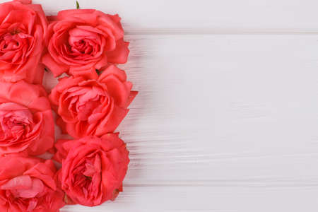Red roses on white wood. Top view. Close up.の写真素材