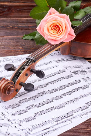 Pink rose on violin, vertical image. Musical note sheets with violin and fresh rose flower. Scroll and peg box of violin. Music still life.の写真素材