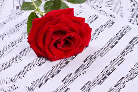 Rose with dew on musical sheets. Musical notes with red rose background.の写真素材