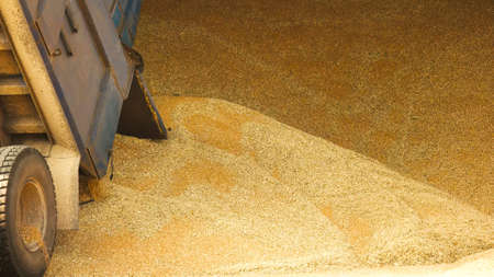Pile of grain in a warehouse storage. Trail dumping wheat in a heap.