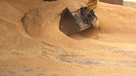 Tracktor scoop takin grain from the pile. Food factory warehouse concept.