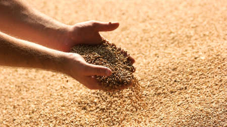 Hands with grain corn. Male farmers hands holding malt or cereal grains.