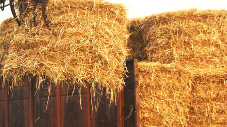 Straw bales close up. Collected straw bales in a trail.