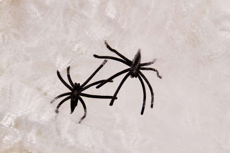 Halloween background with black decorative spiders. Black spiders on white decorative web. Horror toys for Halloween.の写真素材