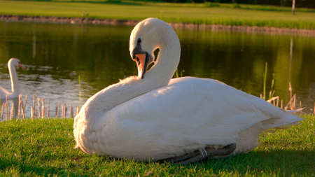 Beautiful white swan on green meadow. White swan pecking feathers on lake background. Wild graceful bird.の写真素材