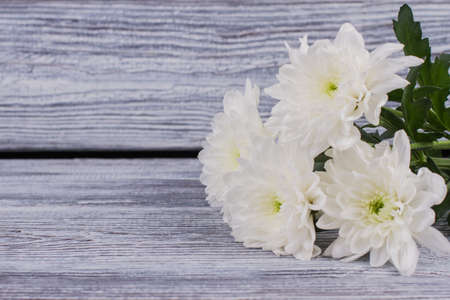 Bunch of white chrysanthemums on wooden background. Romantic background with bouquet of white flowers, copy space. Holiday greeting card.の写真素材