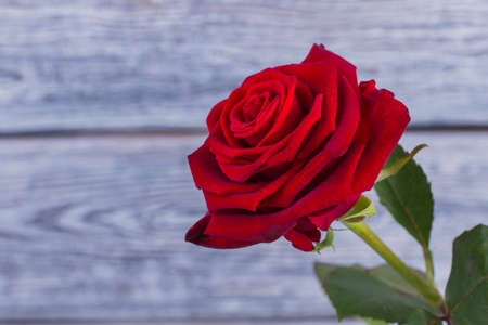 Red rose with green leaves. Scarlet rose on blurred background. Holiday greeting card.の写真素材