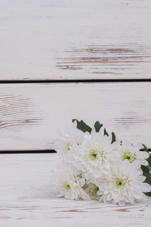 Delicate chrysanthemum flowers on wooden background. Beautiful white flowers with free space for text.の写真素材