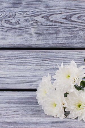 White chrysanthemum flowers on wooden background. Fresh flowers and copy space. Birthday greeting card.の写真素材