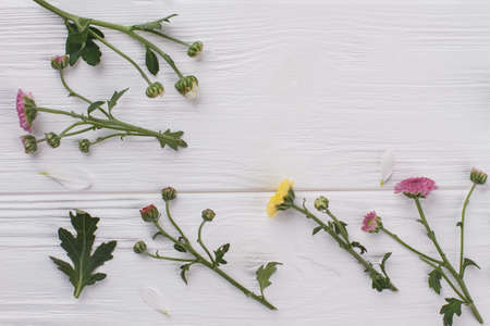 Unripe flowers and leaves on white. Top view, flat lay.