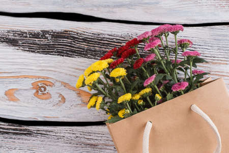 Colorful chrysanthemum in a paper bag. Close up. Old white wood background.