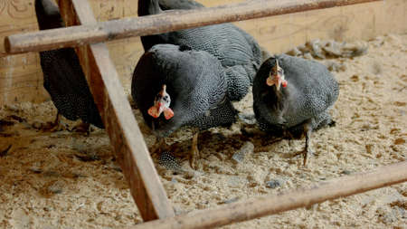 Farm pheasants in cage. Beautiful gray pheasants walking on sand at breeding farm. Pheasants farming...