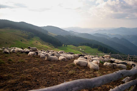 Sheeps on Carpathian mountains pasture. Beautiful rural landscape in mountains. Concept of organic livestock farming and agriculture.の写真素材
