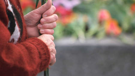 Close up old woman hands, side view. Wrinkled hands of elderly grandmother holding flowers, copy space.の写真素材