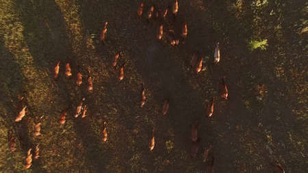 Herd and men on horses. Bright sun and clear sky. Summer in the countryside. Aerial view of moving herd.の写真素材