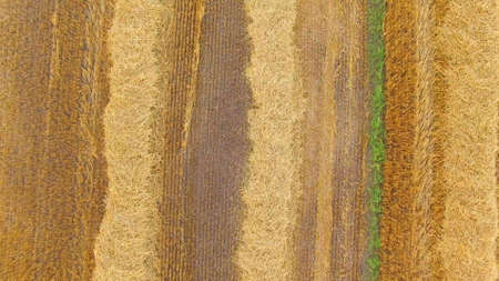 Top view of yellow field. Rows of hay on ground. Crop season has come. Soil for growing grain...