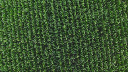Top view of green field. Rows of plants. Corn grown in the countryside. Fertile soil needs...
