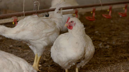 Hen and rooster. Poultry is walking on straw. Birds grown at poultry farm. Cockerel drinks water.