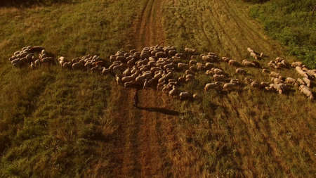 Man walking near sheep flock. Aerial view of sheep. Owner of the farm. Shepherd leaves the herd.の写真素材