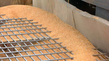 Grains are falling. Pile of grain in container. Wheat from the field. Earn money on selling cereals.