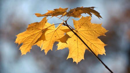 Yellow maple tree leaves on branch. Autumn yellow maple leaves in forest at sunny day close up....