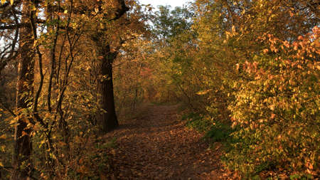 Pathway through the autumnal forest in the sunshine. Vibrant warm forest scenery. Picturesque...