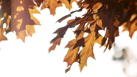 Autumn background with fall maple leaves. Dry autumnal leaves of the maple tree on white background.