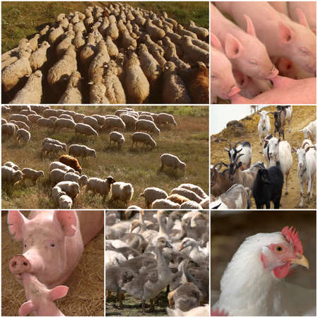 Collage of farm animals. Agricultural collage with different domestic animal on the farm. Agriculture industry, farming and animal husbandry concept.の写真素材