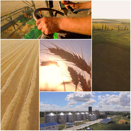 Wheat harvest collage. Combine harvesting wheat. Agriculture crop photo collage.の写真素材