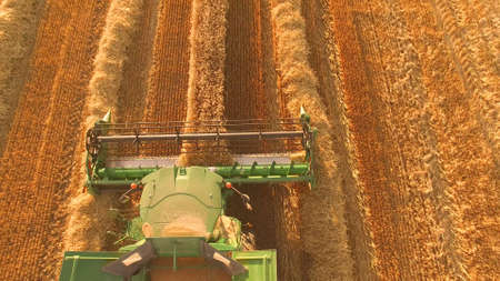 Top view of moving combine. Agricultural machine gathers grain. Field of rye. Build business on...