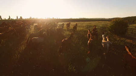 Horses running on the meadow. Aerial view of hoofed animals. We are might and power. Each is his own leader.の写真素材