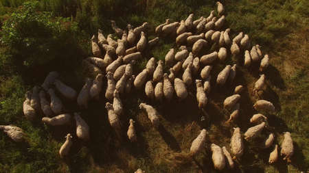 Man and group of sheep. Animals walking on the meadow. Shepherd leads the herd. Farmer at the...