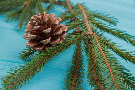 Close up fir branch with cone. Twig of fir tree on blue background. Evergreen conifer tree.