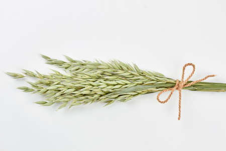 Green oat ears on white background. Unripe wheat ears tied with rope. Space for text.