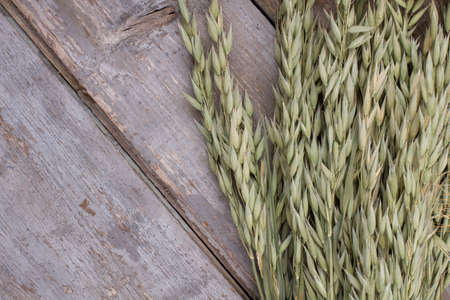 Unripe green oat ears. Green wheat spikelets on rustic wooden background. Space for text.の写真素材
