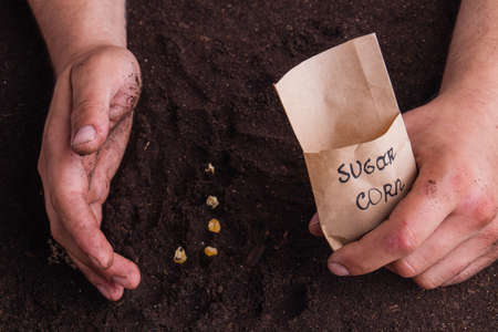 Closeup hands of gardener planting corn sugar seeds. Care and growing.の写真素材