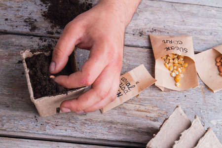 Close-up male hand planting bean in a pot. Potting concept, wooden background.の写真素材