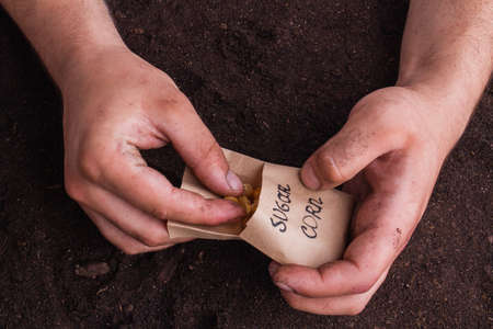 Man's taking sugar corn seed for planting. Close-up hands.