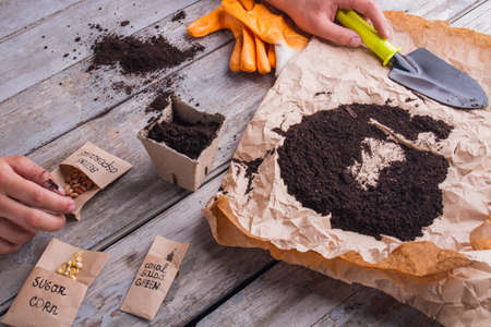 Seeding and sowing beans in a pot. Man's potting, top view.の写真素材