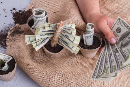 Fibre plant pots with growing us currency bills money. Top view. Investment concept.の写真素材