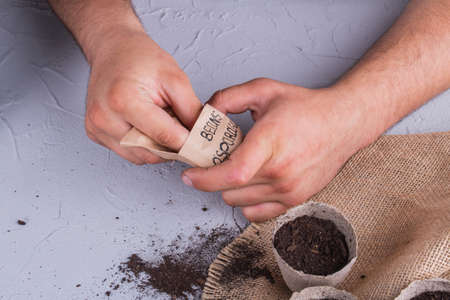 Close-up gardener's hands potting and seeding asparagus beans. Sowing to grow a plant.