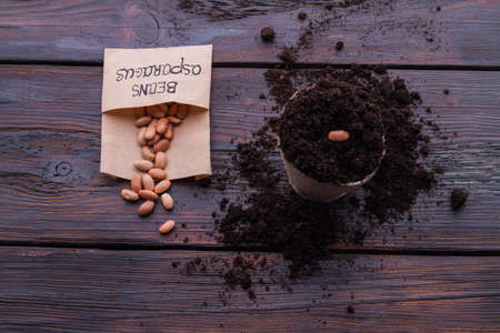 Planted bean seed in a round fibre pot. Soil mess, wooden background. Top view.の写真素材