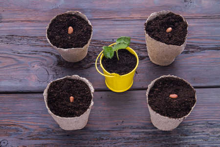 Indoor planting concept. Recently seeded pots with beans and young growing plant.の写真素材