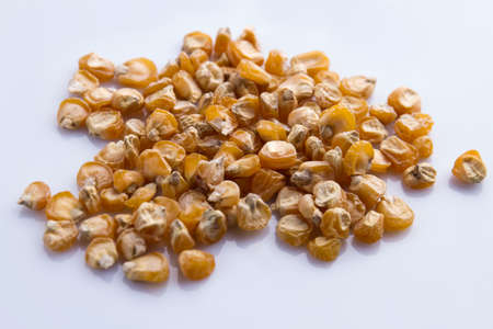 Pile of dried corn seeds. Isolated on white backgrund.の写真素材